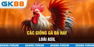 Các giống gà đá hay loài Asil