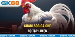 Chăm sóc gà chế độ tập luyện